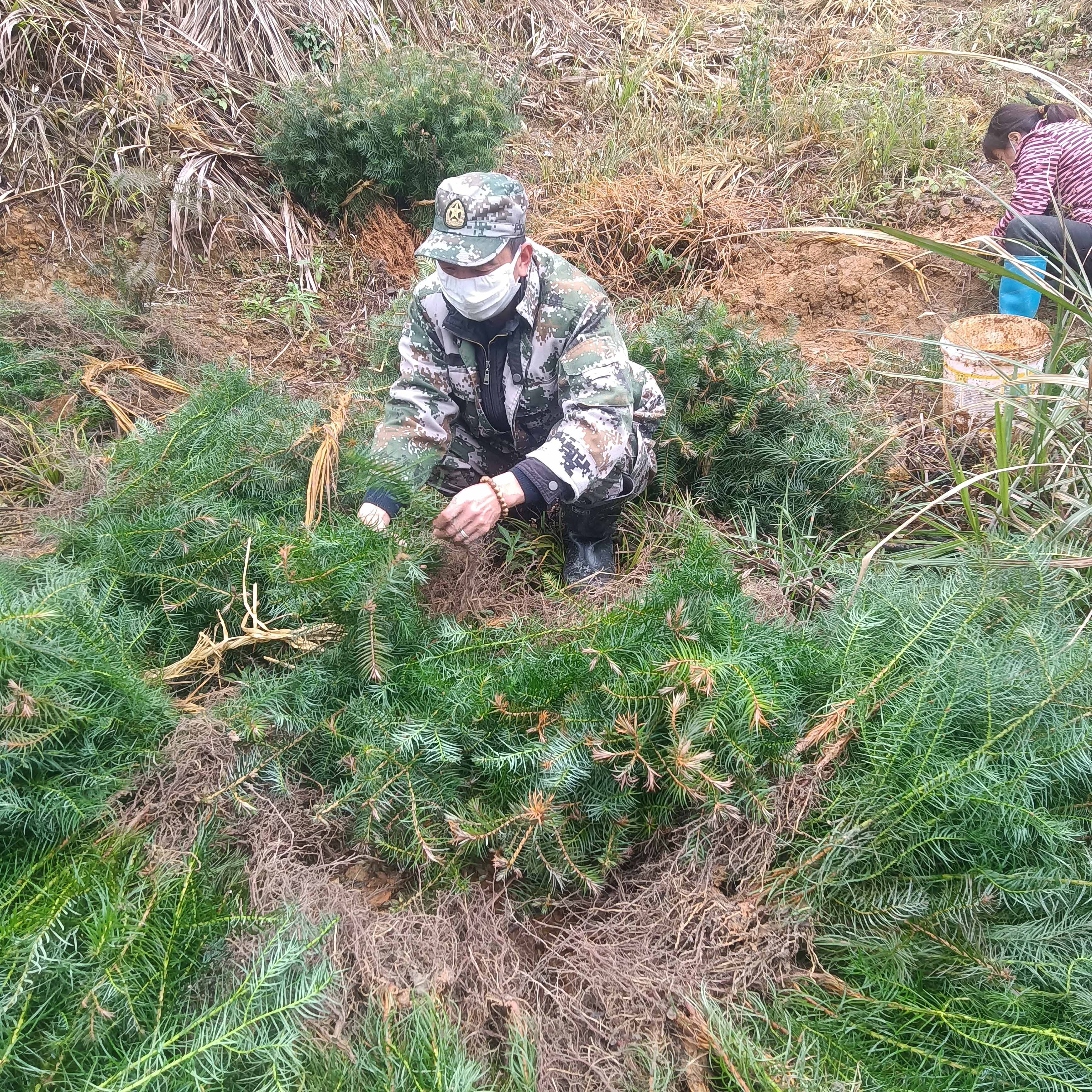 春風拂綠，萬象更新，植樹造林正當時