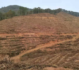 植樹(shù)造林 為青山添新綠